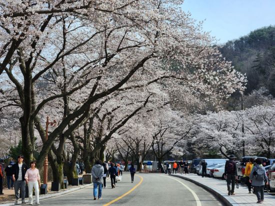 진안군, 상춘객 맞이 한창…15일 벚꽃 만개