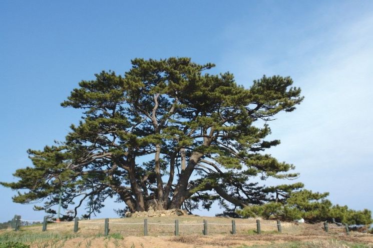 부산 기장군 보호수, 죽성리 곰솔 ‘2025 올해의 나무’ 선정