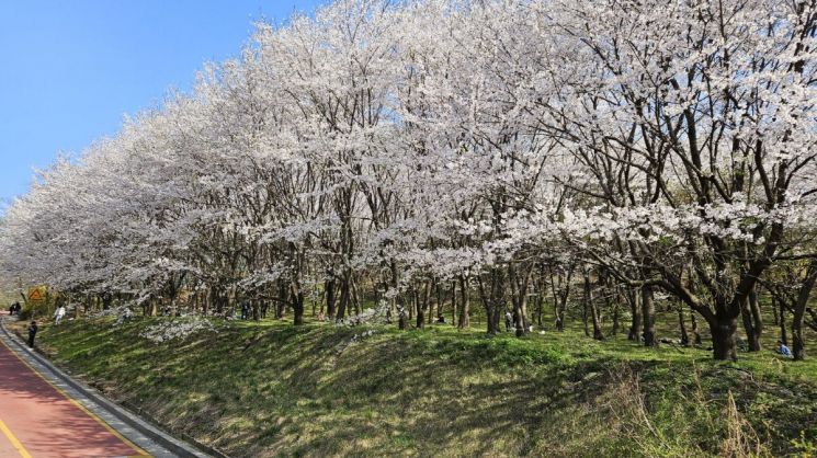 고양둥이동산, 700여 그루 왕벚나무 벚꽃 ‘만개’…상춘객 유혹
