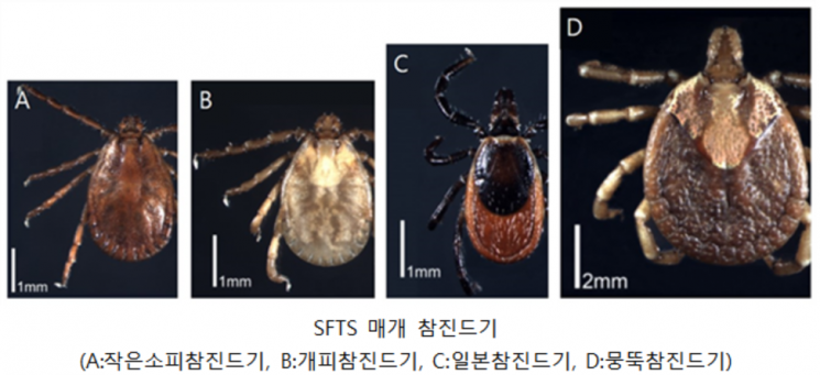 봄철 야외 활동시 '참진드기' 주의…"백신·치료제 없어"