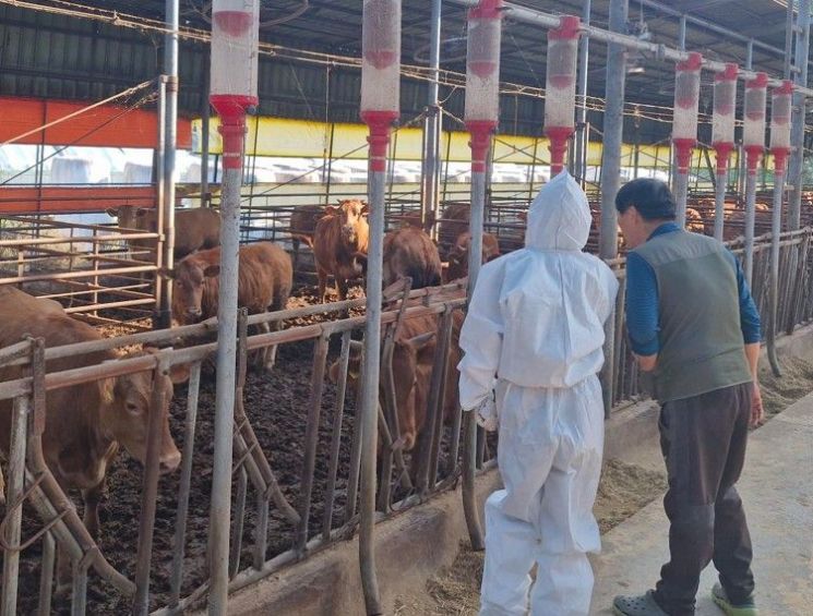 '구제역 청정지역' 광주, 구제역 백신항체 검사