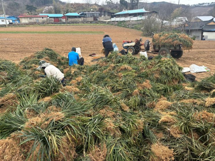 청양 맥문동 수확 본격화…봄철 면역력 강화에 도움