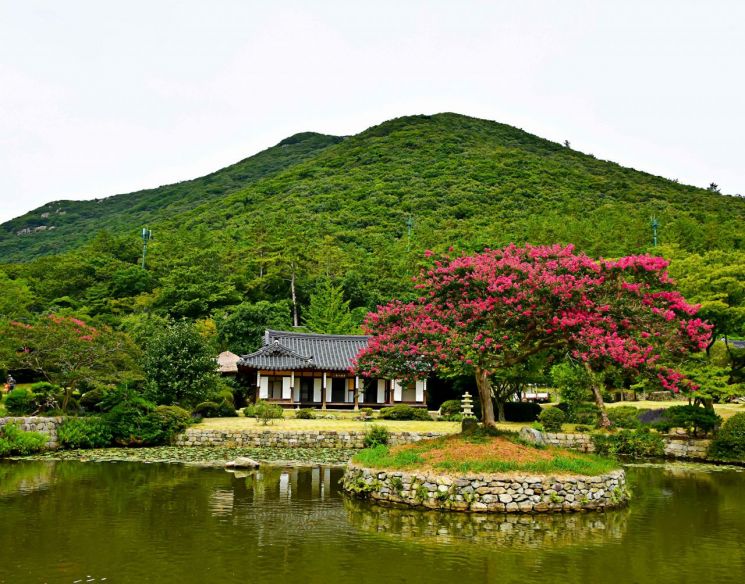 진도 운림산방 배롱나무 올해의 나무 선정