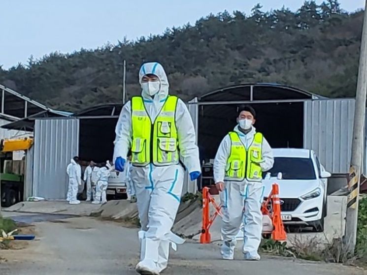 무안 돼지농장 3곳서 구제역 추가 발생 '비상'