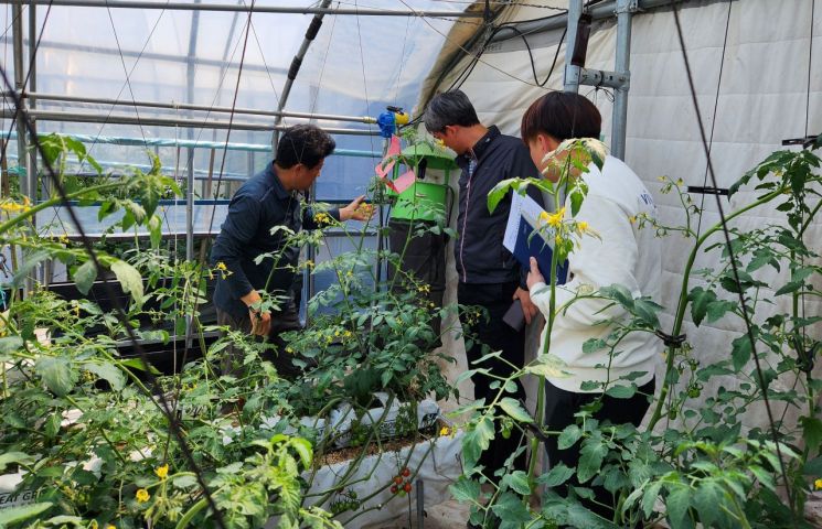 담양군, 토마토뿔나방 예찰·방제 당부