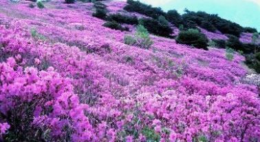 양산시, 웅상회야제·천성산 철쭉제 6월로 연기