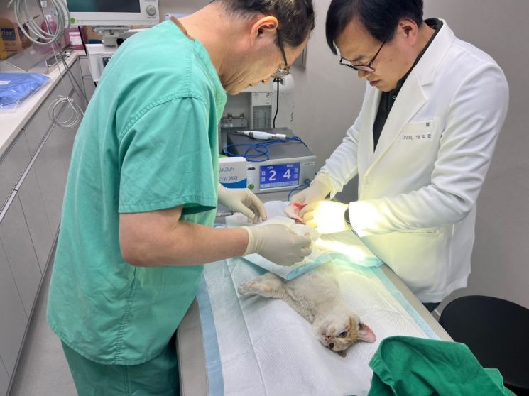 순천시 반려동물 공공진료소, 전국 최초 '일요일' 문 연다