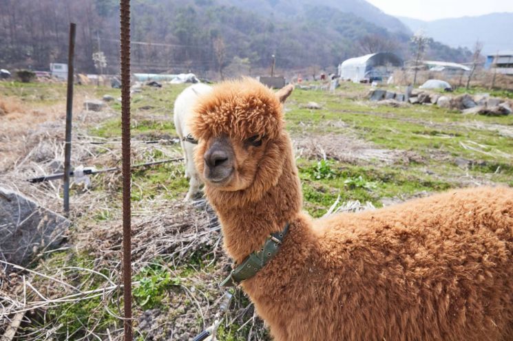 구제역 여파 화순 봄꽃 축제도 영향…'알파카 체험존' 제외