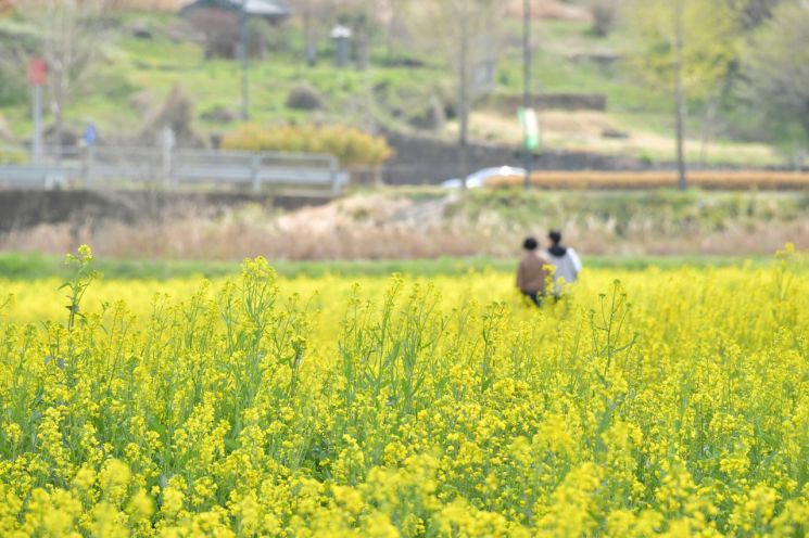 [포토] 봄빛 물든 담양, 유채꽃 물결 '만개'