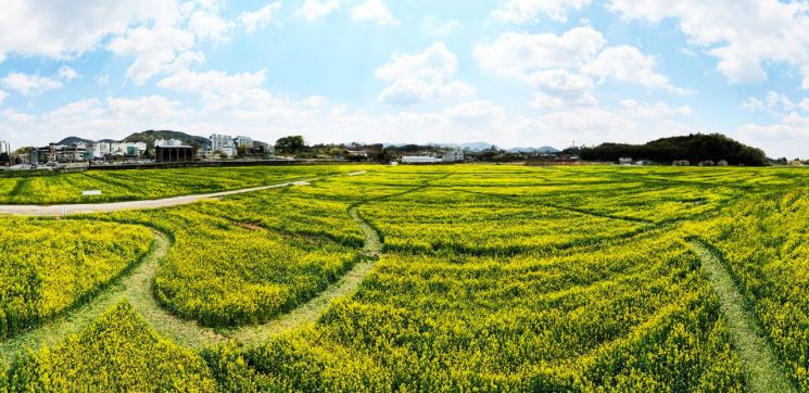 [포토] 봄빛 물든 담양, 유채꽃 물결 '만개'