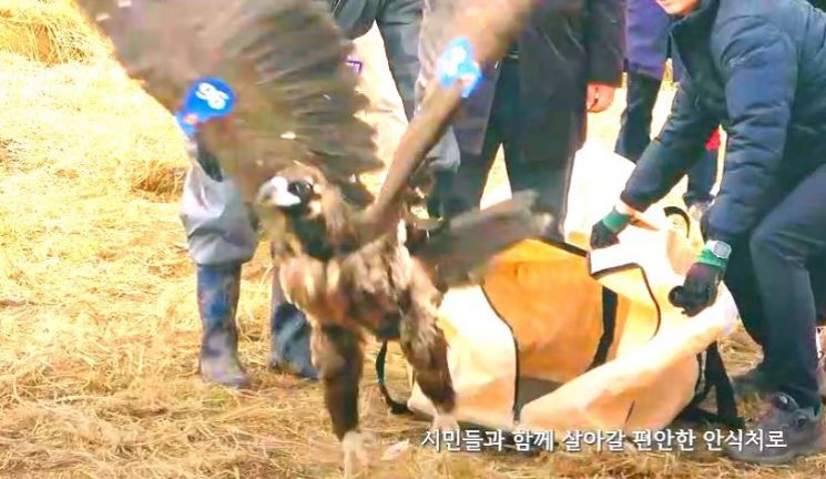 구조된 독수리 방사 행사 (독수리학교 홍보영상 캡처).