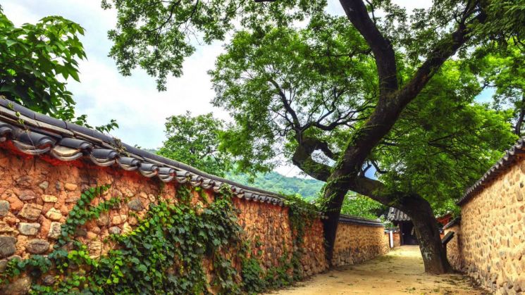 산청 남사예담촌 부부 회화나무.