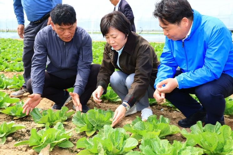 농식품부 "배추 저장량 19% 늘어…배추값 점차 안정될 것"