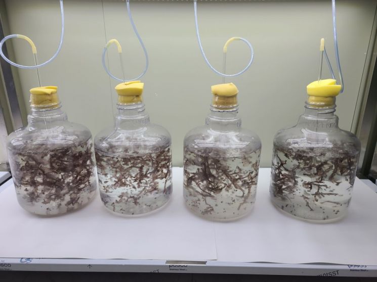 사라질 위기…토종 참김 맛 찾는다