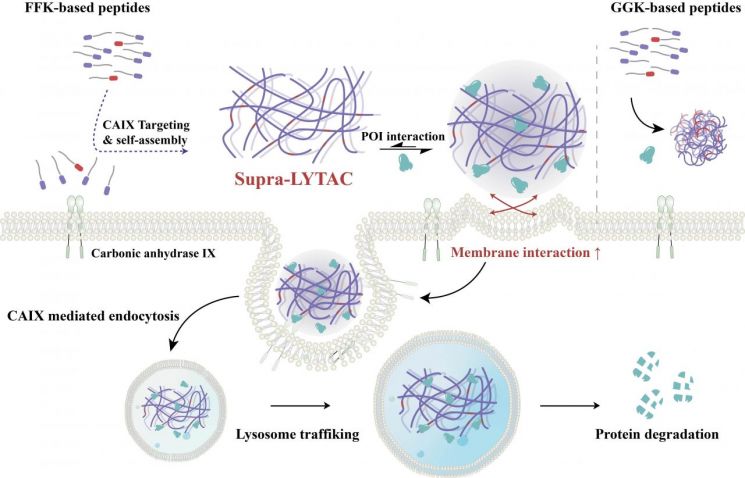 UNIST, 암세포 면역 방어막 걷어내는 자기조립 복합체 개발