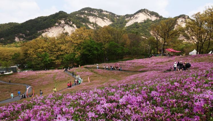 노원구 불암산 힐링타운 철쭉동산 핑크빛 철쭉 만개