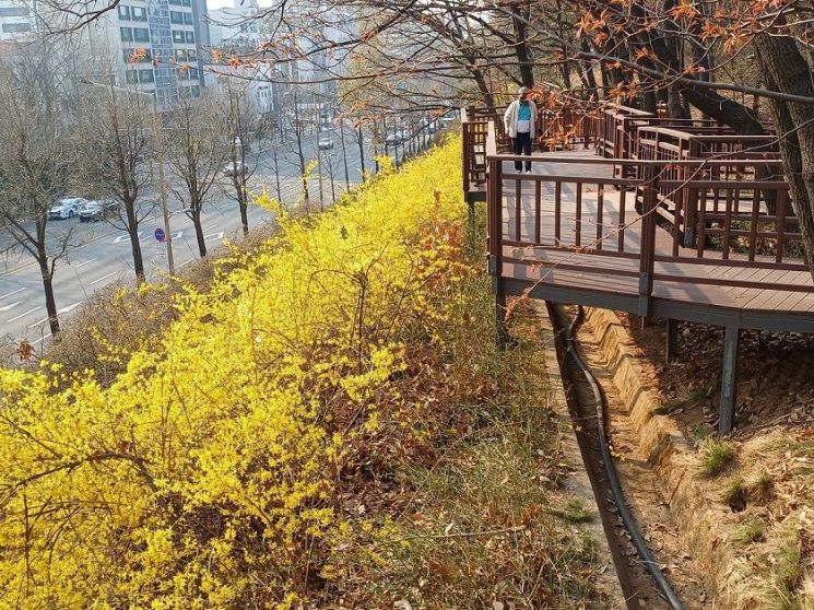 봄날 걷기 좋은 '송파 꽃길'?...오금공원 · 탄천 둘레길 등