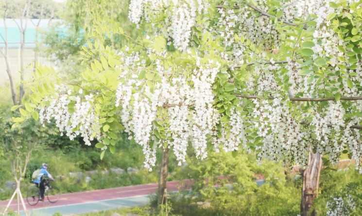 봄날 걷기 좋은 '송파 꽃길'?...오금공원 · 탄천 둘레길 등