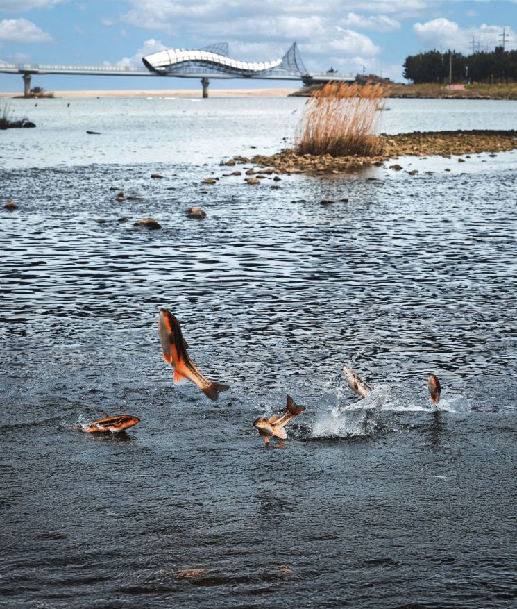 [포토] 봄을 깨우는 힘찬 도약… 울진 왕피천 황어의 귀환