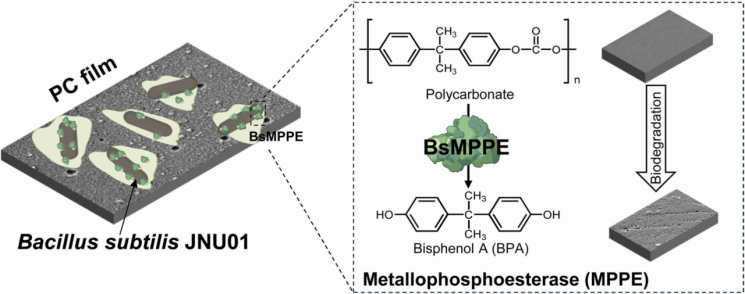 전남대학교 생명과학기술학부 공동 연구팀이 광주시 광역위생매립장 토양으로부터 폴리카보네이트(PC)를 유일 탄소원으로 활용할 수 있는 신규 미생물을 분리했다. 전남대학교 제공