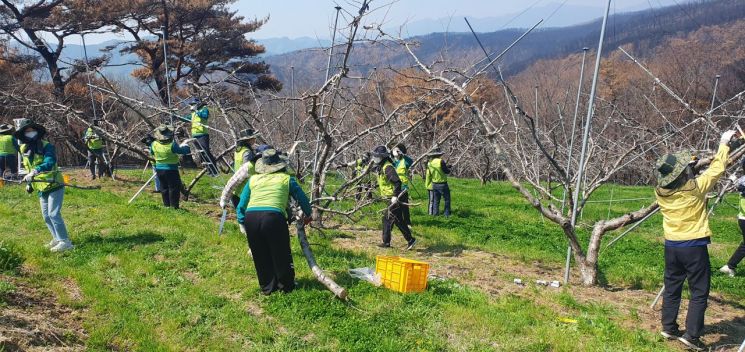 경북교육청 직원들이 영덕군 지품면 산불피해 농가에서 일손돕기 봉사활동을 펼치면서 구슬땀을 흘리고 있다.