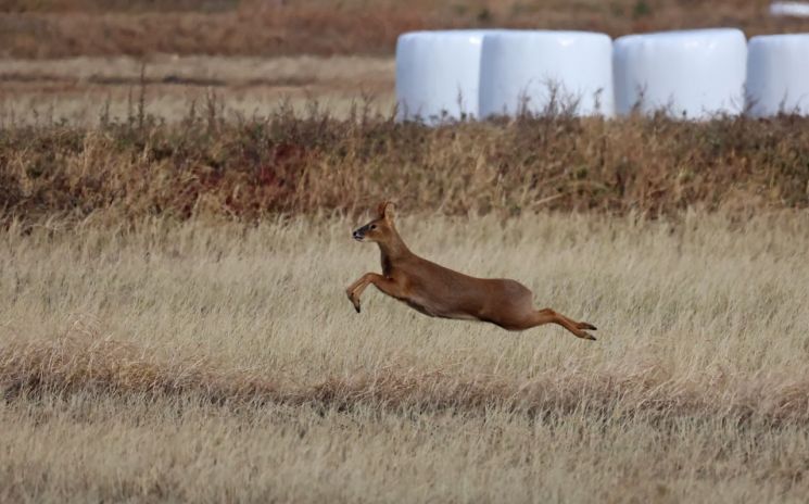 "외교 선물로 한 마리씩 주자"…한국에선 민폐동물, 세계에선 귀하신 몸 '고라니'[뉴스설참]