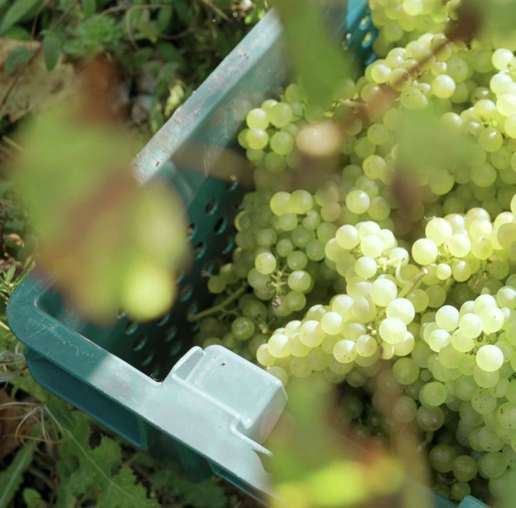 [아경와인셀라]"50년 전 샴페인이 궁금하다면?"…佛 '맞짱' 영국 자존심 