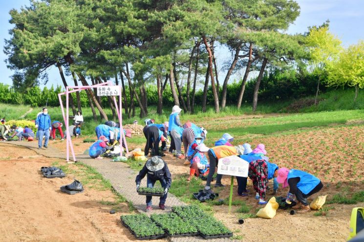 장성 동화면, 버베나축제 준비 본격화
