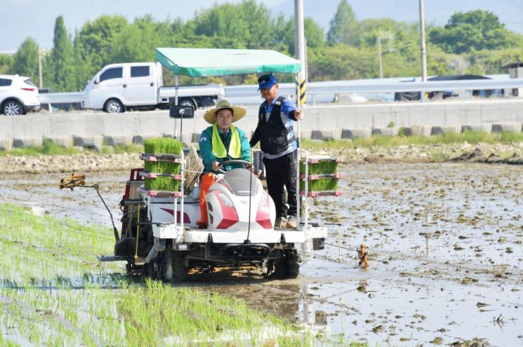 정철원 담양군수가 30일 봉산면 삼지리 소재 김덕수 씨 농가에서 '대숲맑은 조기햅쌀' 모내기를 돕고 있다. 담양군 제공
