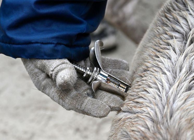 태국서 31년만에 탄저병 사망자 나와…"최소 638명 잠재적 노출"