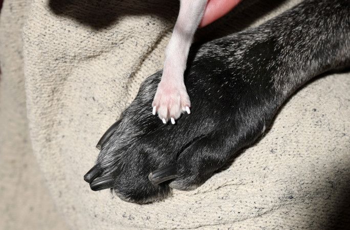 세계에서 가장 큰 개 레지널드와 가장 작은 개 펄. 기네스 세계 기록