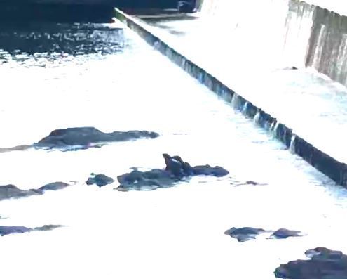 울산시 태화강 상류서 천연기념물 수달·큰고니 관찰