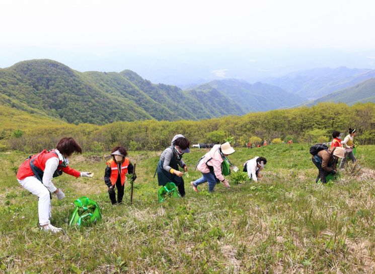 산나물을 채취할 수 있는 프로그램. 영양군 제공
