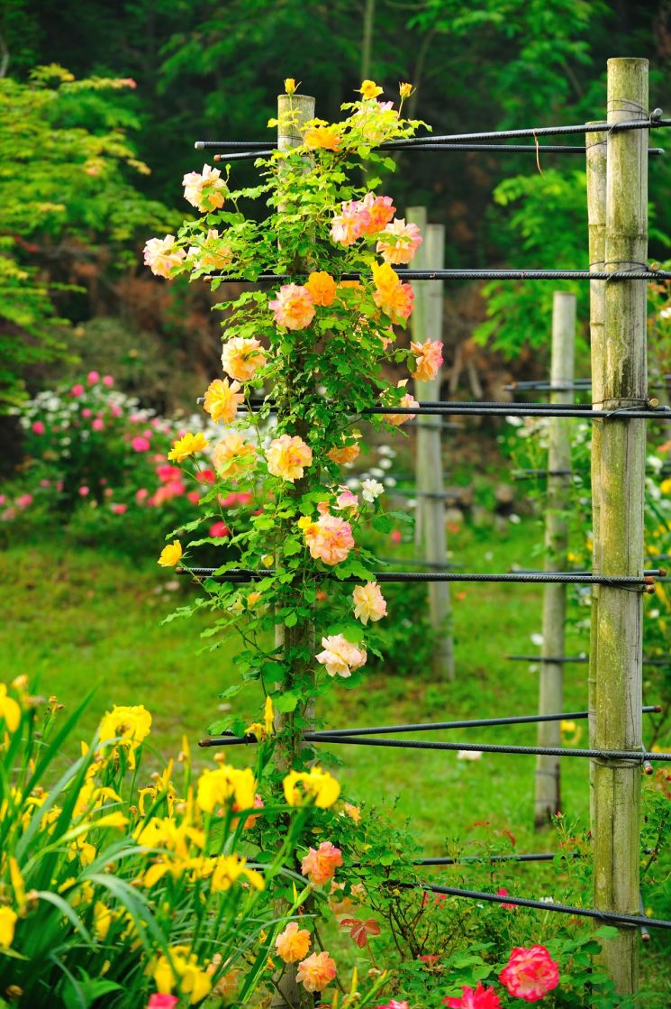 담양 죽화경, '제16회 데이지 장미축제'