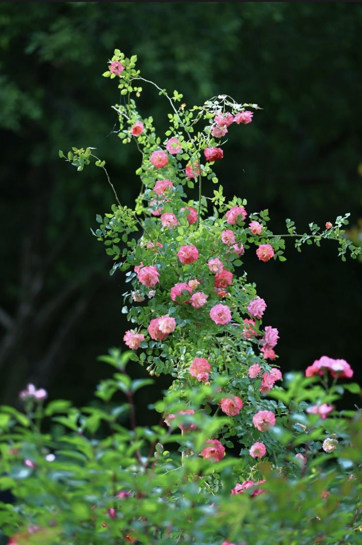 담양 죽화경, '제16회 데이지 장미축제'