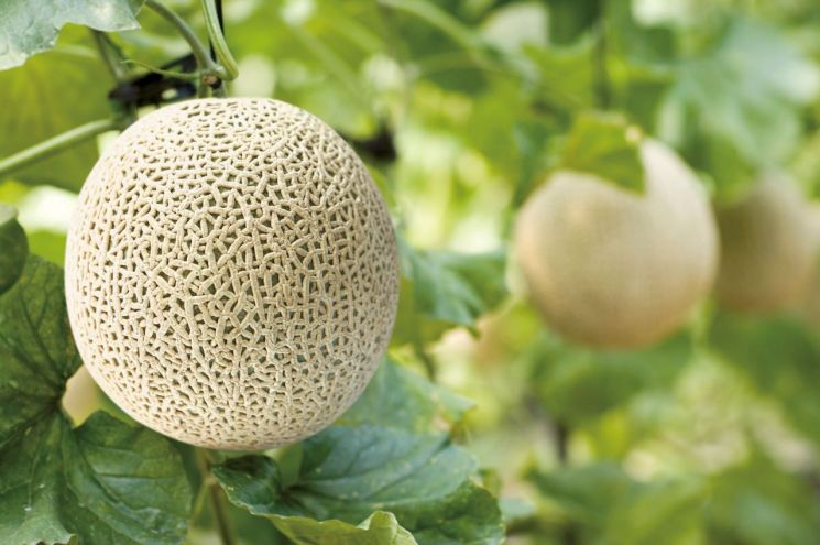 'K-곡성멜론' 올해 첫 출하 시작