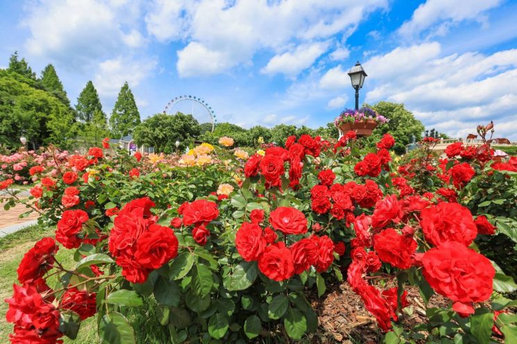 에버랜드, 장미축제 40주년…'로즈가든 로열 하이티' 개최