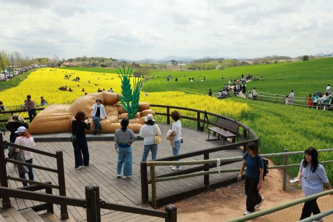 고창군, '청보리밭 축제' 성료…51만명 방문
