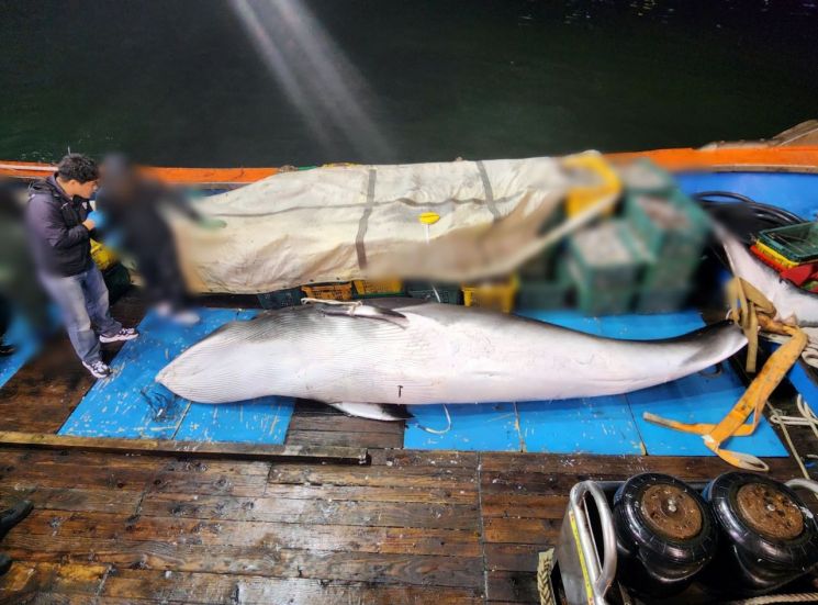 13일 오후 8시 30분께 전북 군산시 옥도면 말도 남서쪽 22㎞ 해상에서 작업 중인 어선에 혼획된 밍크고래. 연합뉴스