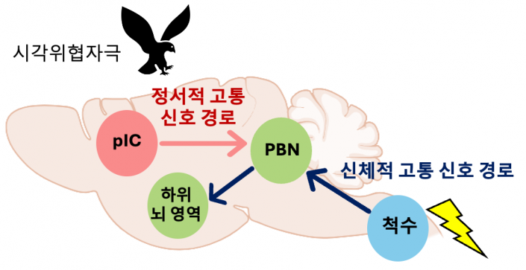 "트라우마 치료의 새 전기" KAIST, 공포 기억 조절 뇌 회로 규명