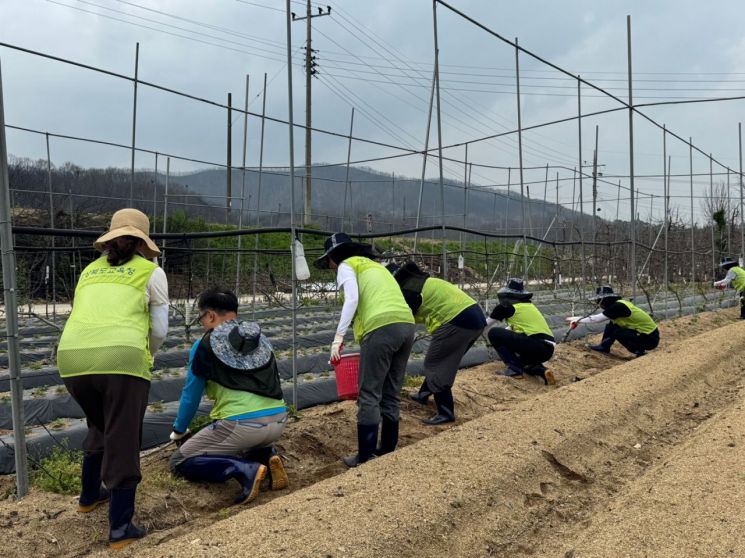 경북교육청 직원들이 안동시 임하면 금소리 과수농가에서 산불 피해복구 작업을 펼치며 구슬땀을 흘리고 있다.