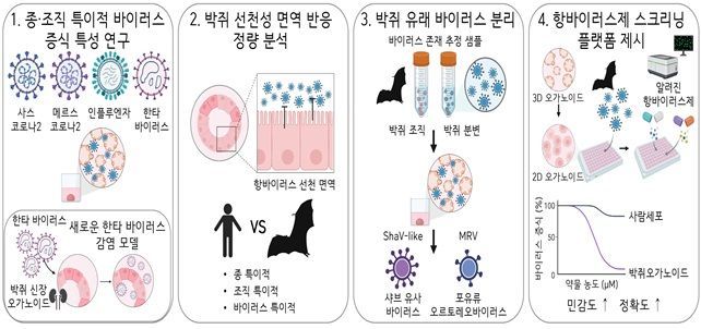박쥐 오가노이드를 활용한 코로나(SARS-Cov-2, MERS-CoV) 등 박쥐 유래 인수공통바이러스의 특이적 감염 양상과 증식 특성 규명 과정. 연구진 제공
