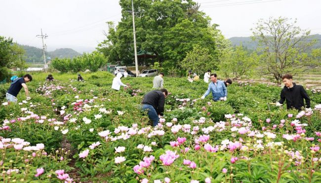 화순군의회, 농촌 일손 돕기 '구슬땀'