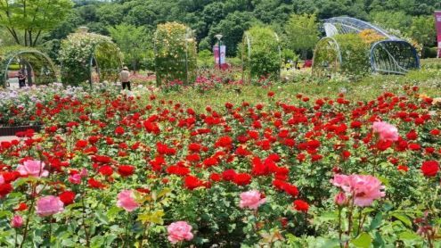 울산대공원 장미축제.