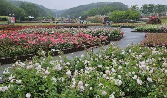 “KTX 타고 300만 송이 장미 보러오세요”… 울산시-한국관광공사-한국철도공사, 당일 여행상품 출시