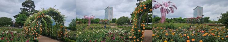 장미 108종 만개…광주시청 장미원 '장관'