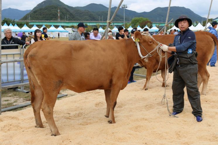 '경기도 최고 한우 가린다'…제57회 한우경진대회 9월 임진각서 개최