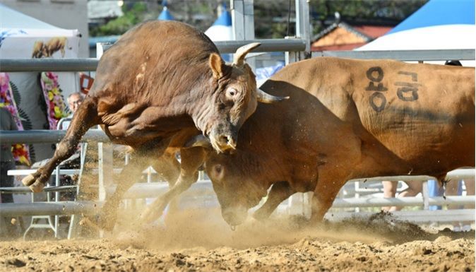 "힘 센 소들이 모인다" … 창원특례시, 창원 전국민속 소 힘겨루기 대회 개최