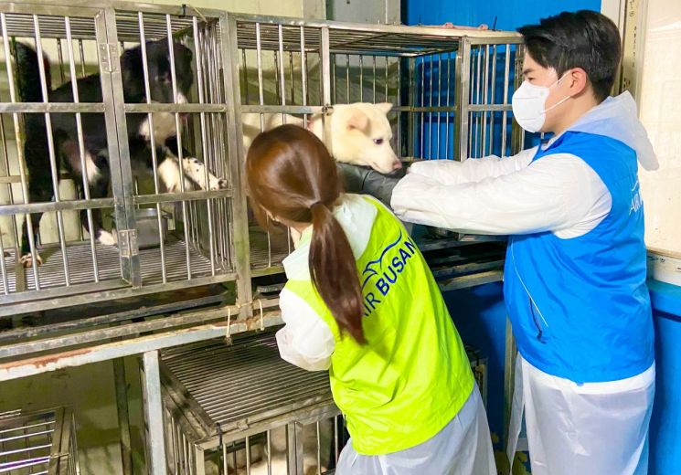 에어부산 객실승무원들이 부산동물보호센터를 방문해 유기동물을 위한 봉사활동을 실시하고 있다. 에어부산 제공