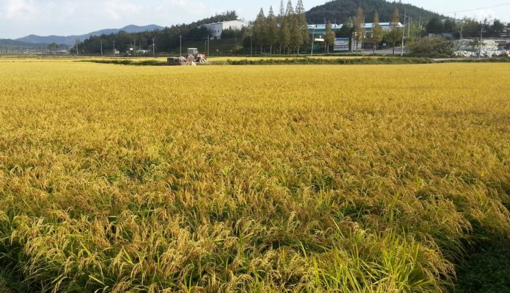 전남도, 벼 농작물 재해보험료 90% 지원